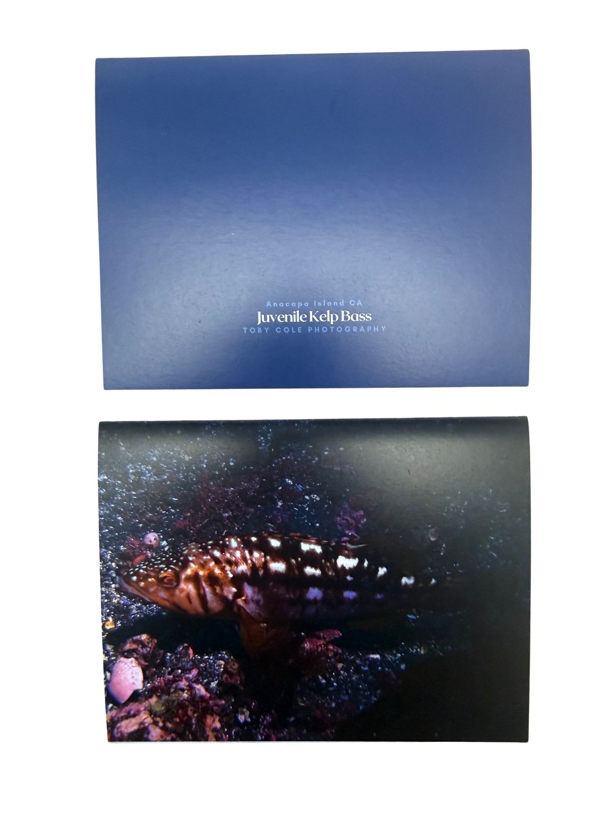 Underwater Photography Card