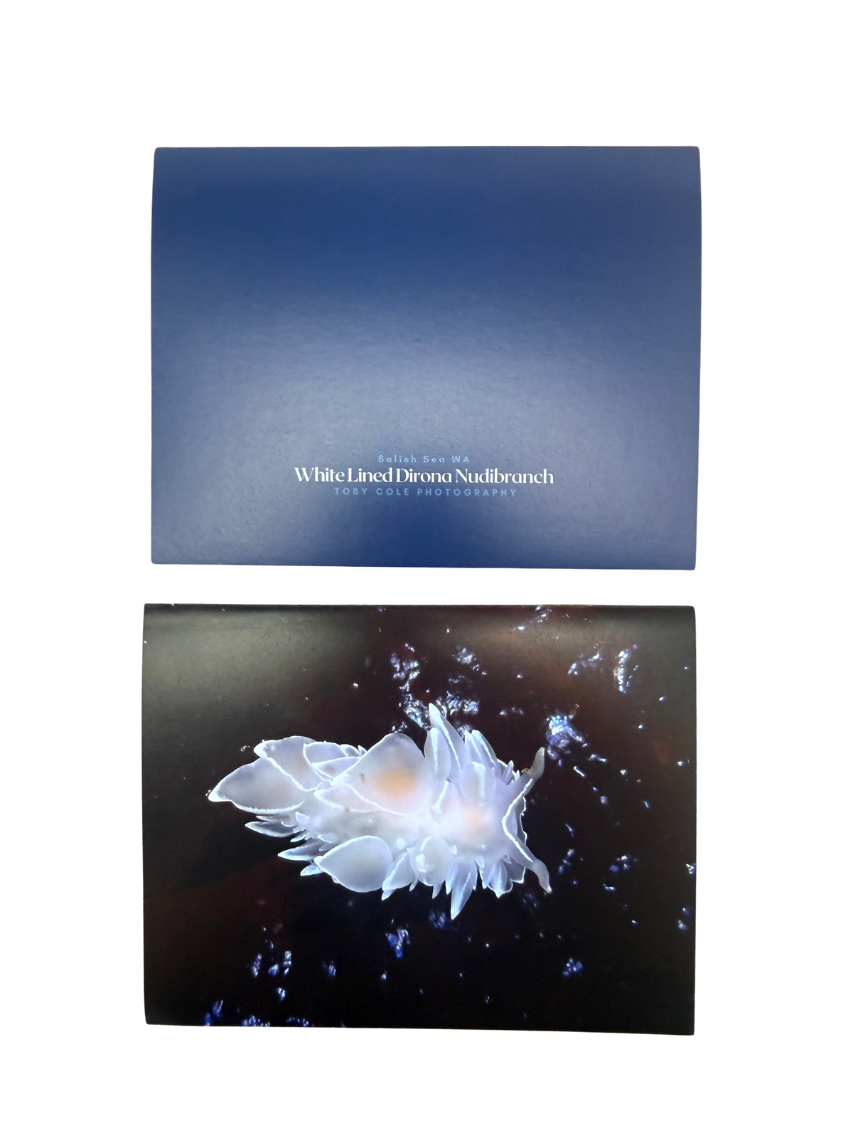 Underwater Photography Card