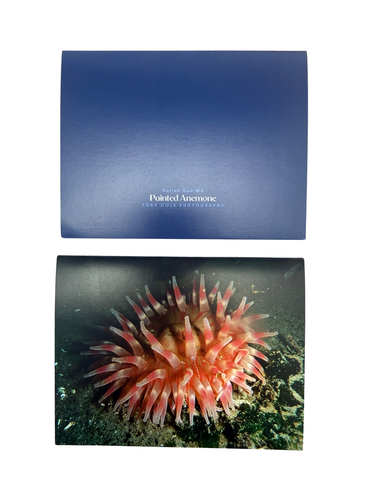 Underwater Photography Card