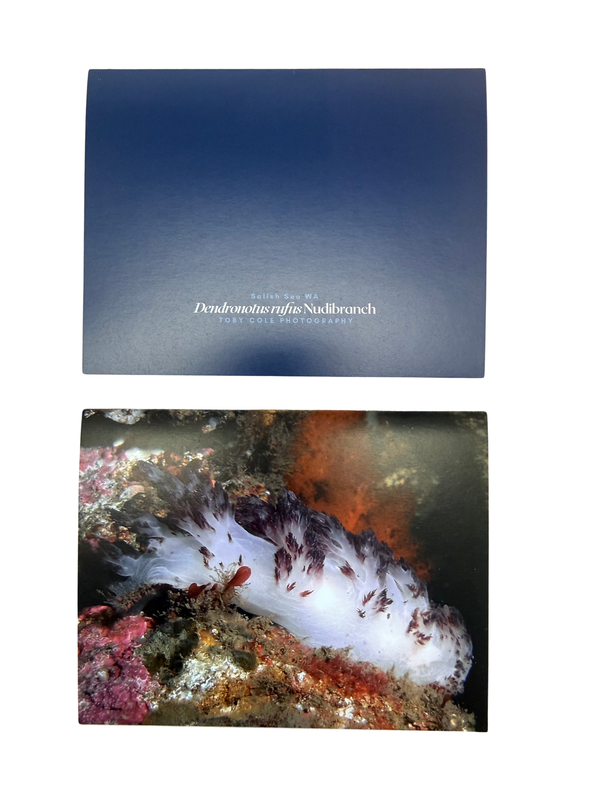 Underwater Photography Card