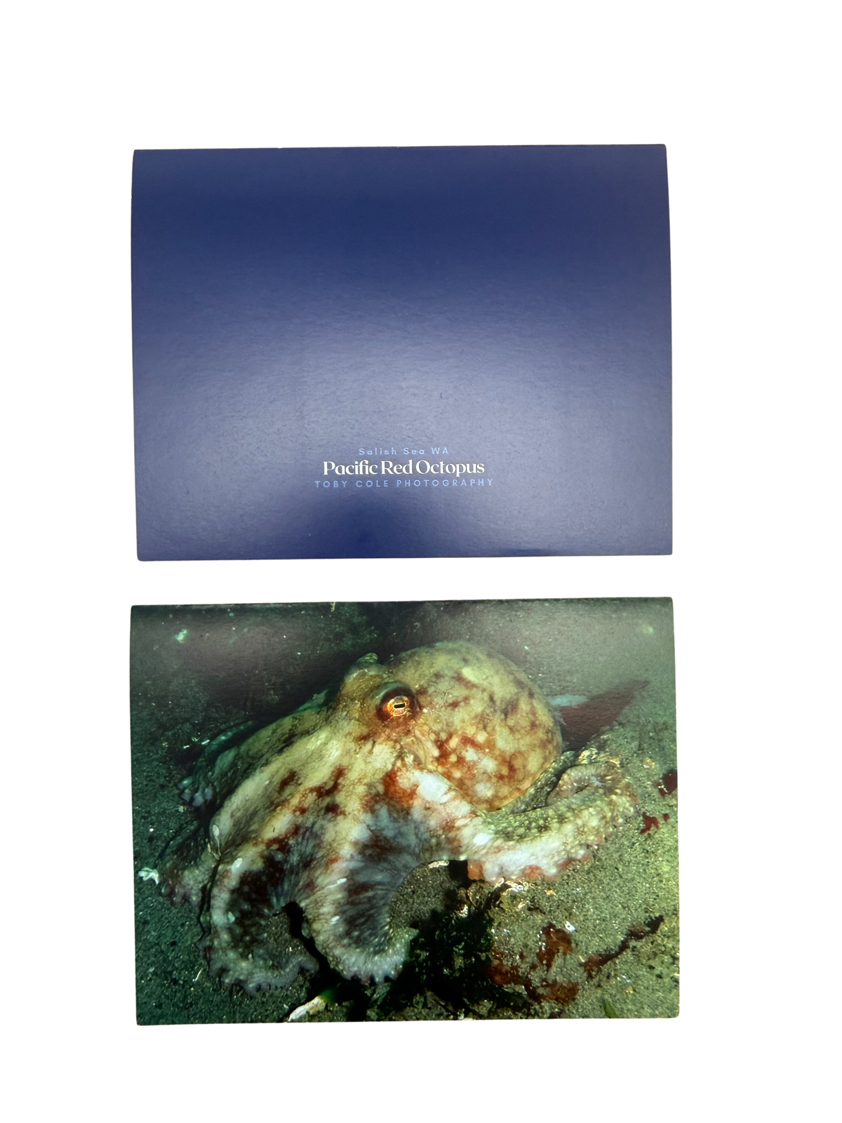 Underwater Photography Card