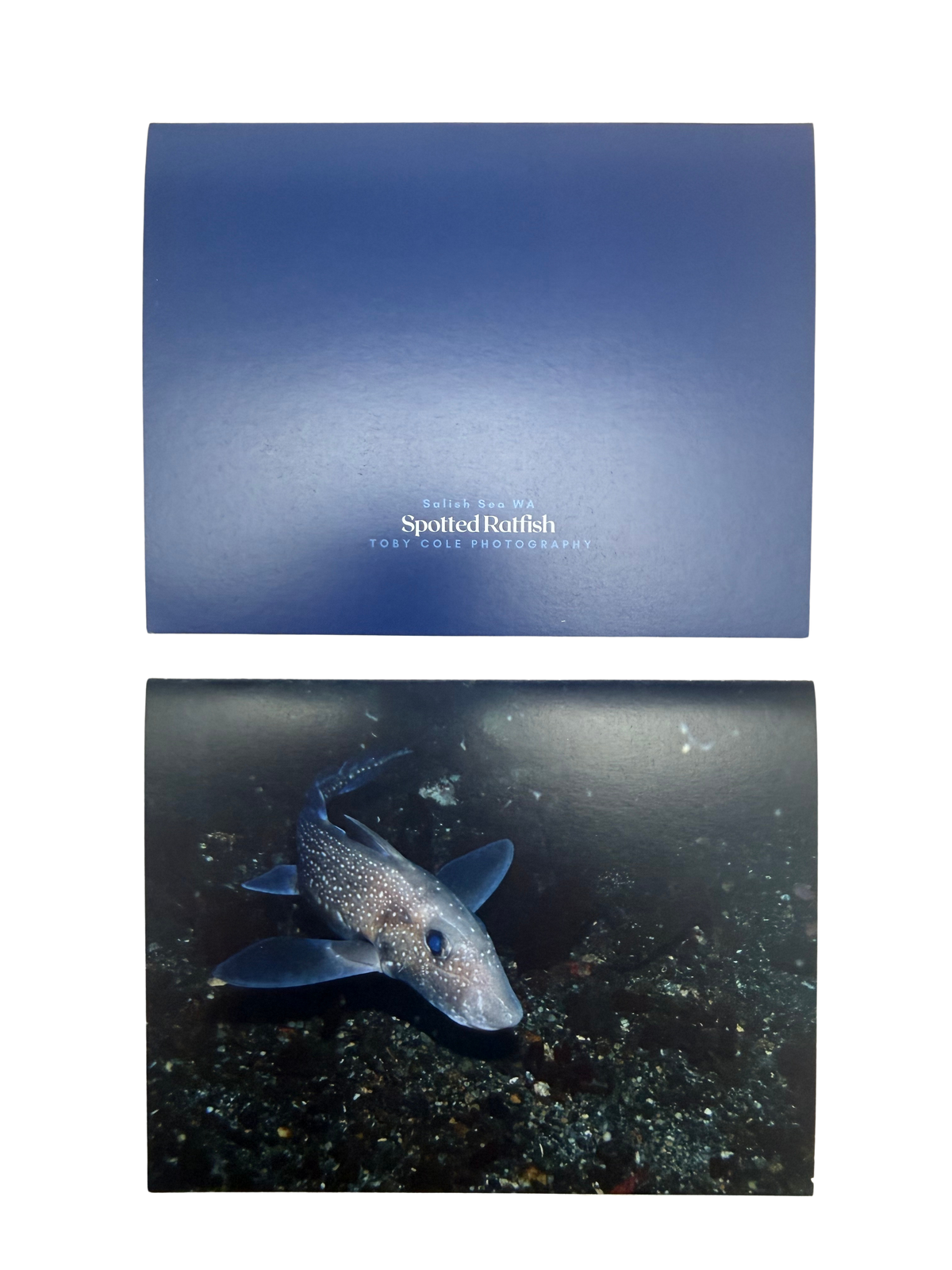 Underwater Photography Card