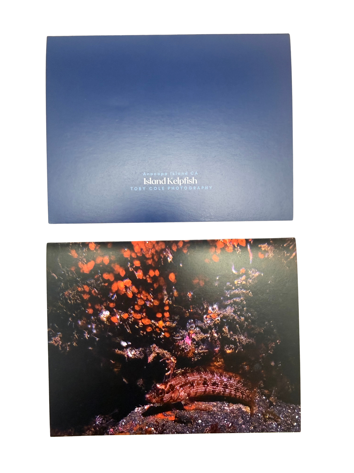 Underwater Photography Card