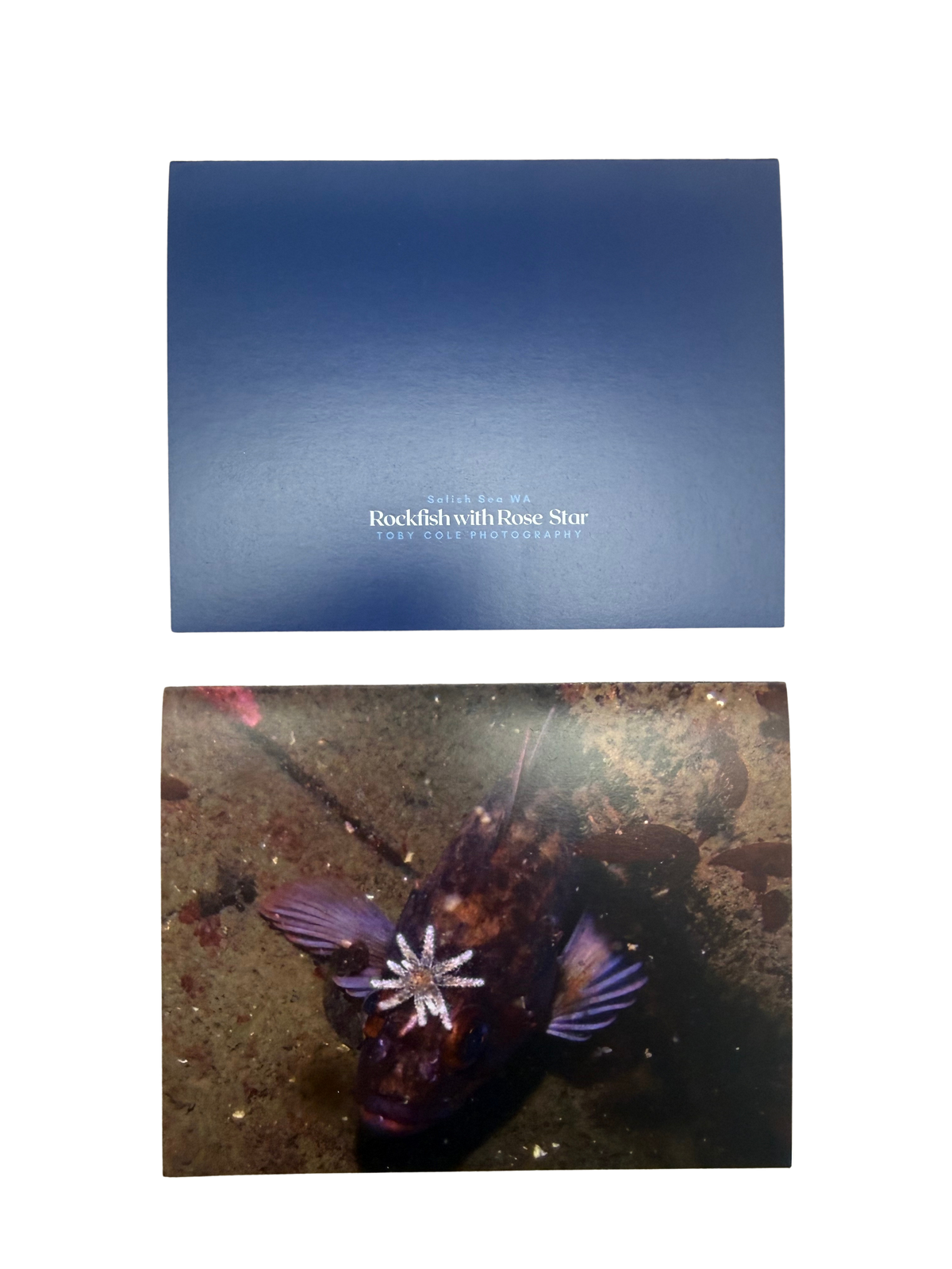 Underwater Photography Card