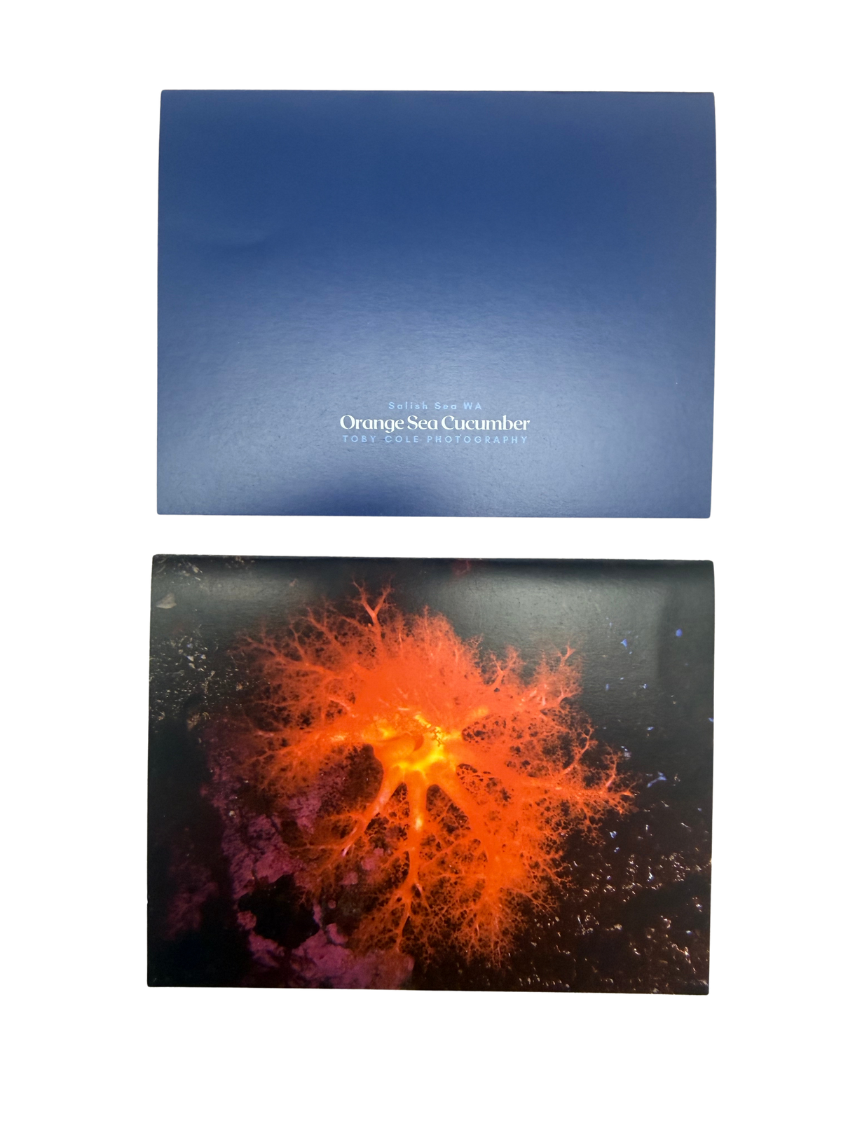 Underwater Photography Card