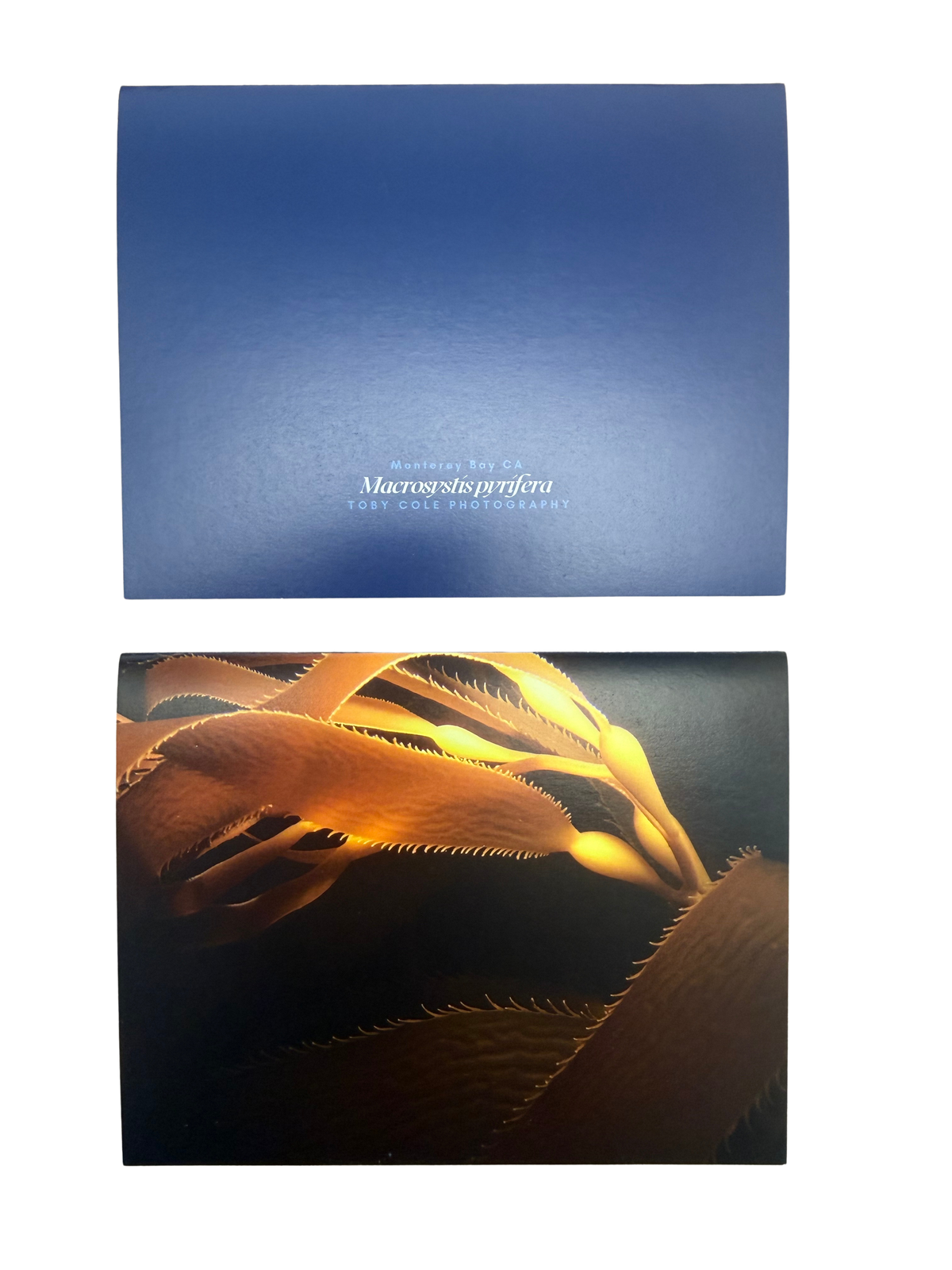 Underwater Photography Card