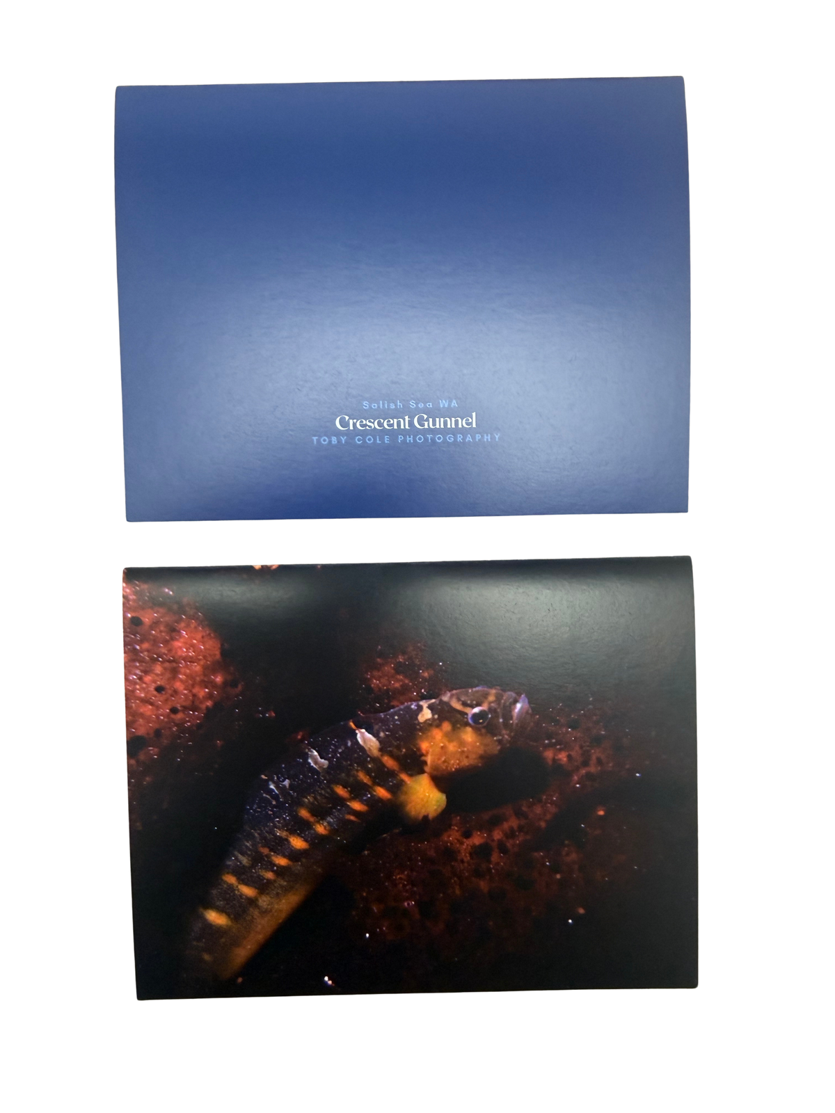 Underwater Photography Card