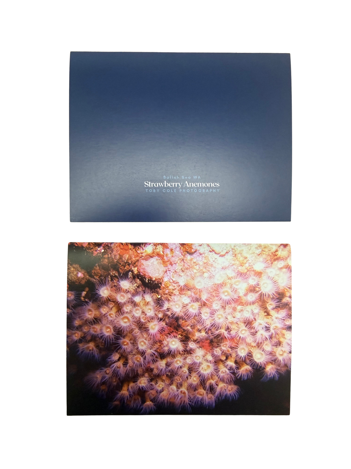 Underwater Photography Card