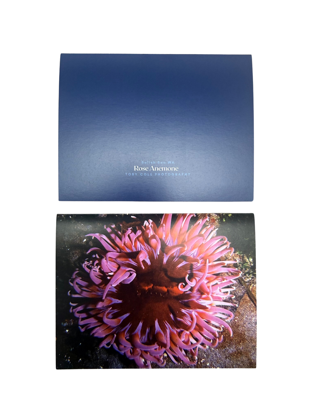 Underwater Photography Card
