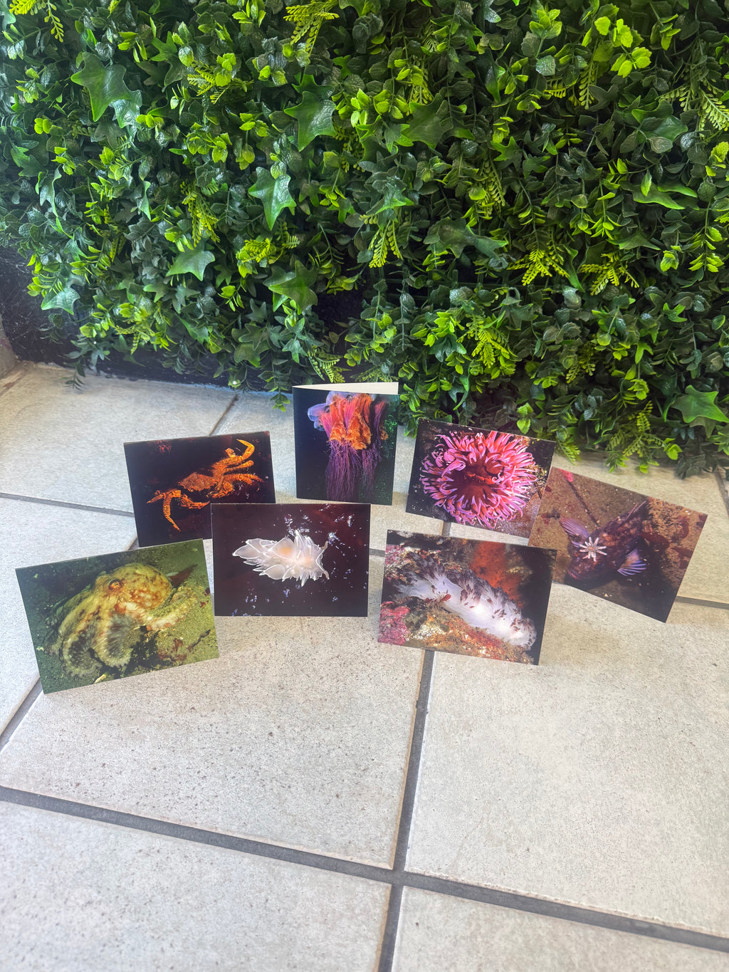 Underwater Photography Card