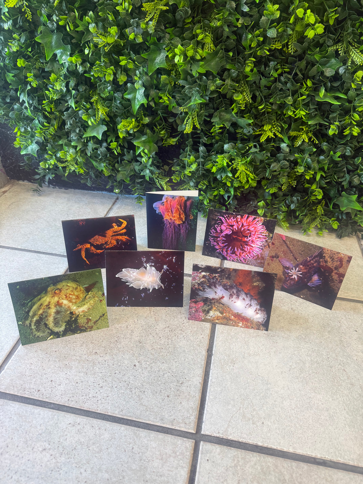 Underwater Photography Card